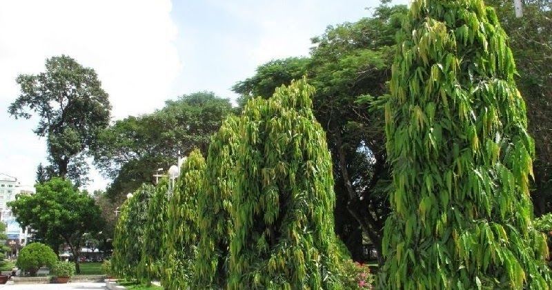 08_03_113537897ashoka-tree-4.jpg