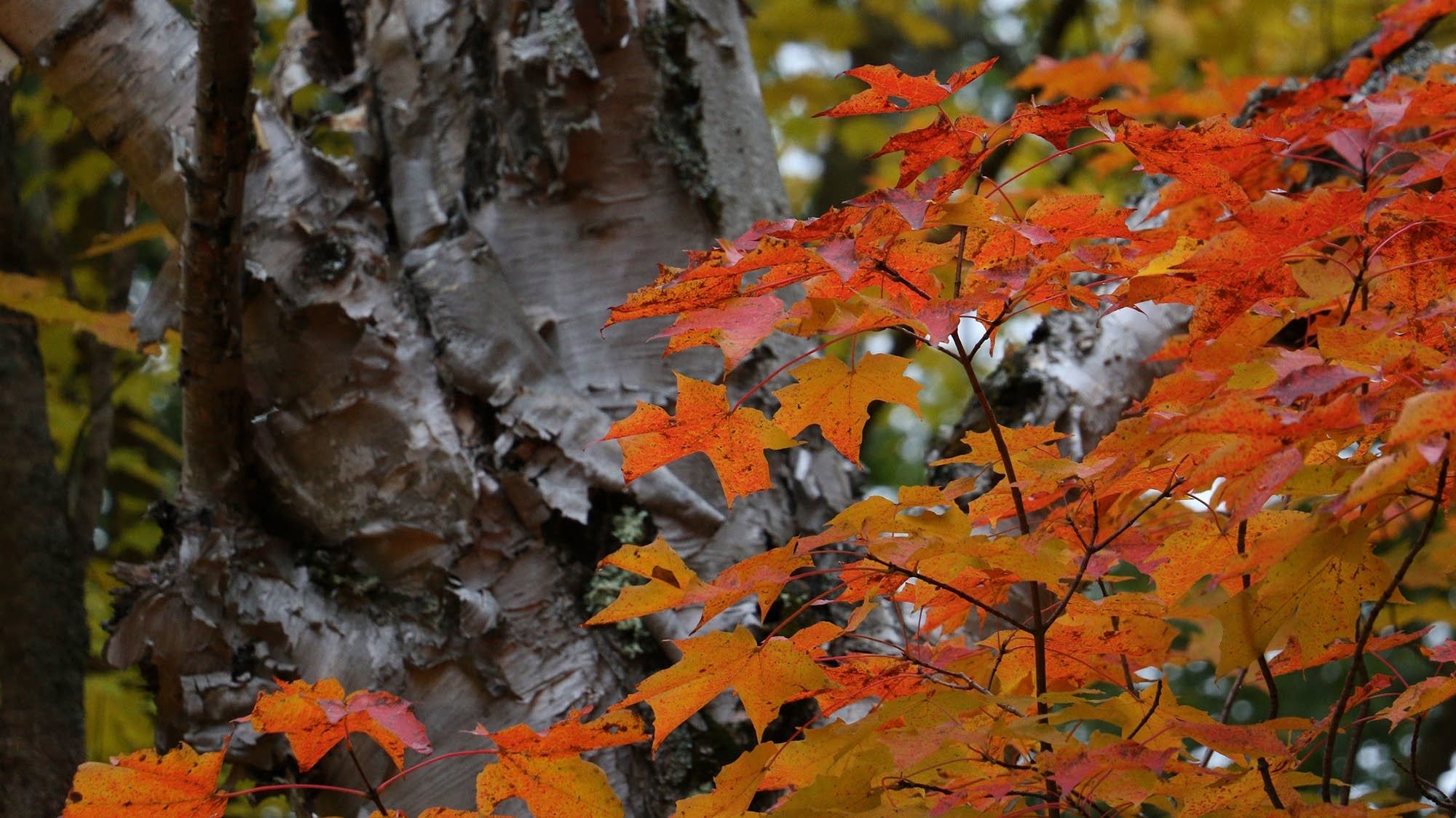 4f421e-20181004-fallcolors03.jpg