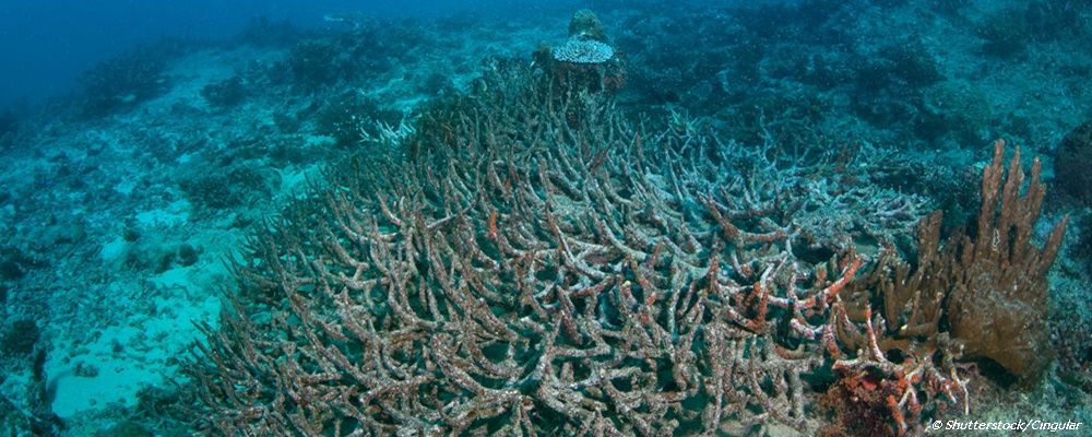 Acidification_1461219236.jpg