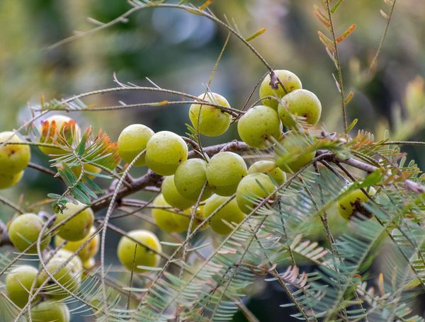 Amla-1.jpg