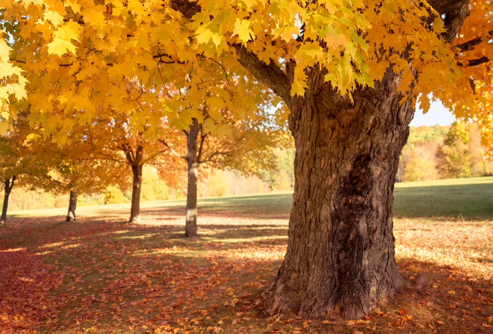 Autumn-leaves-sugar-maple-acer-saccharum-Vermont-New-England.webp