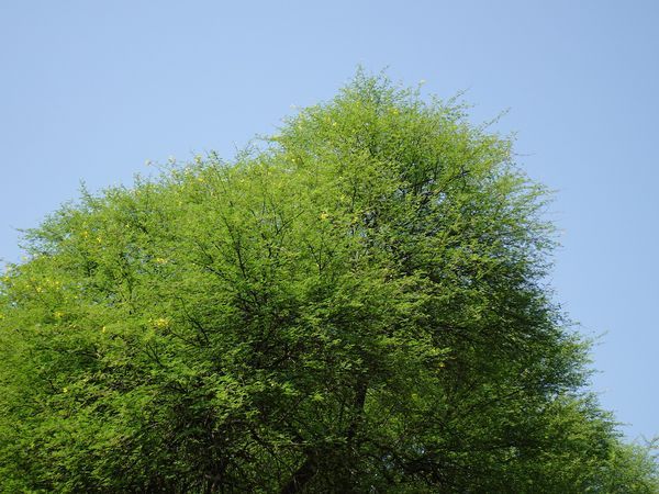 Babool-1.jpg