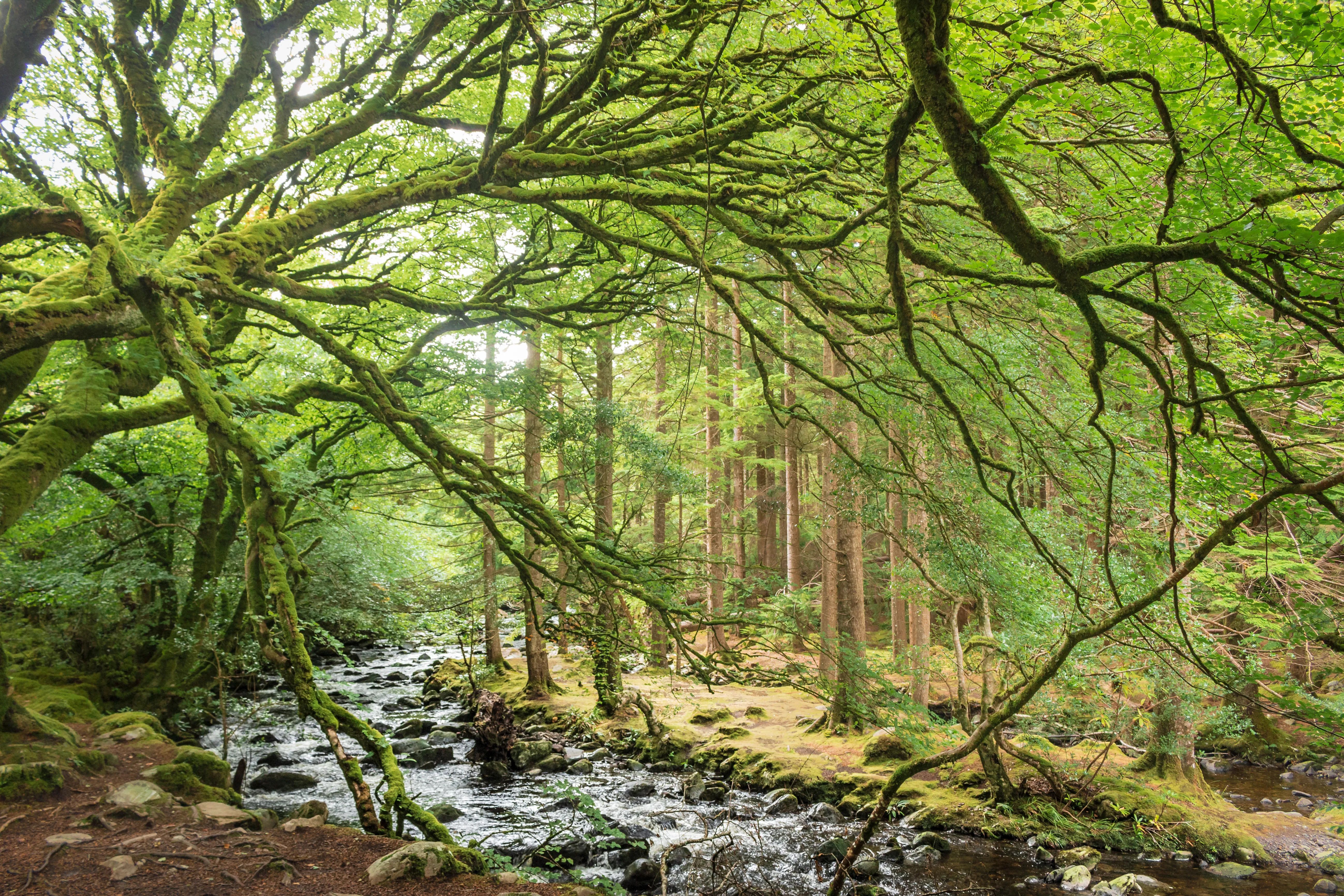 Forest-lead.jpeg
