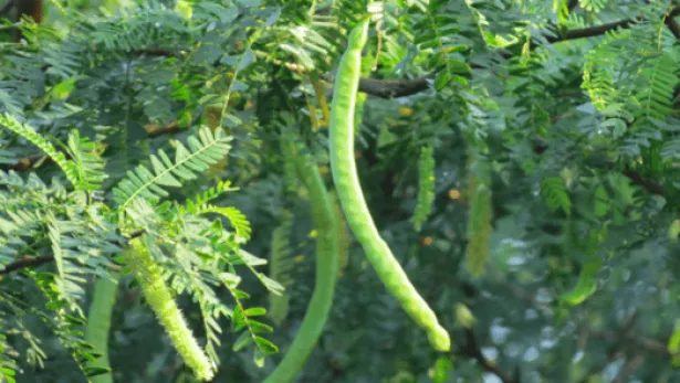 Greenvrz_Khejri_005.webp