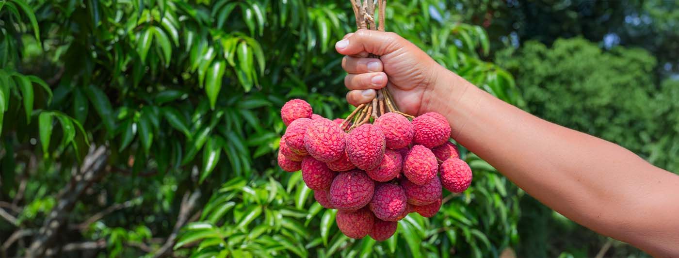 How_to_Include_Lychee_Without_Overdoing_It_Feature_Img_jpg.jpg