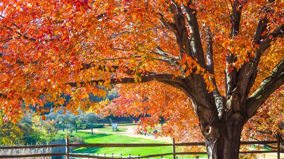 How_to_Plant_and_Care_for_maple_trees_1200x1200.webp