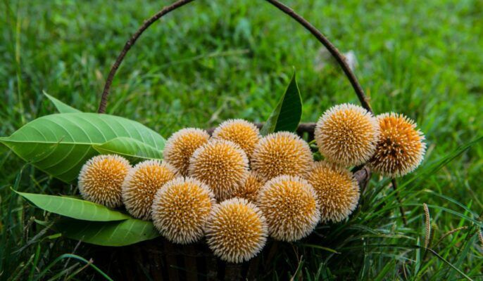 KADAMBA-TREE-FEATURE-compressed-686x400.jpg