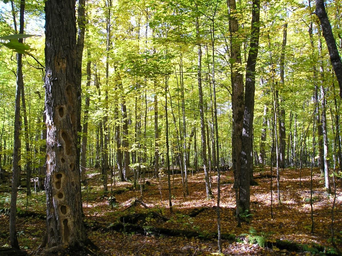 Northern Hardwood Sylvania.jpeg