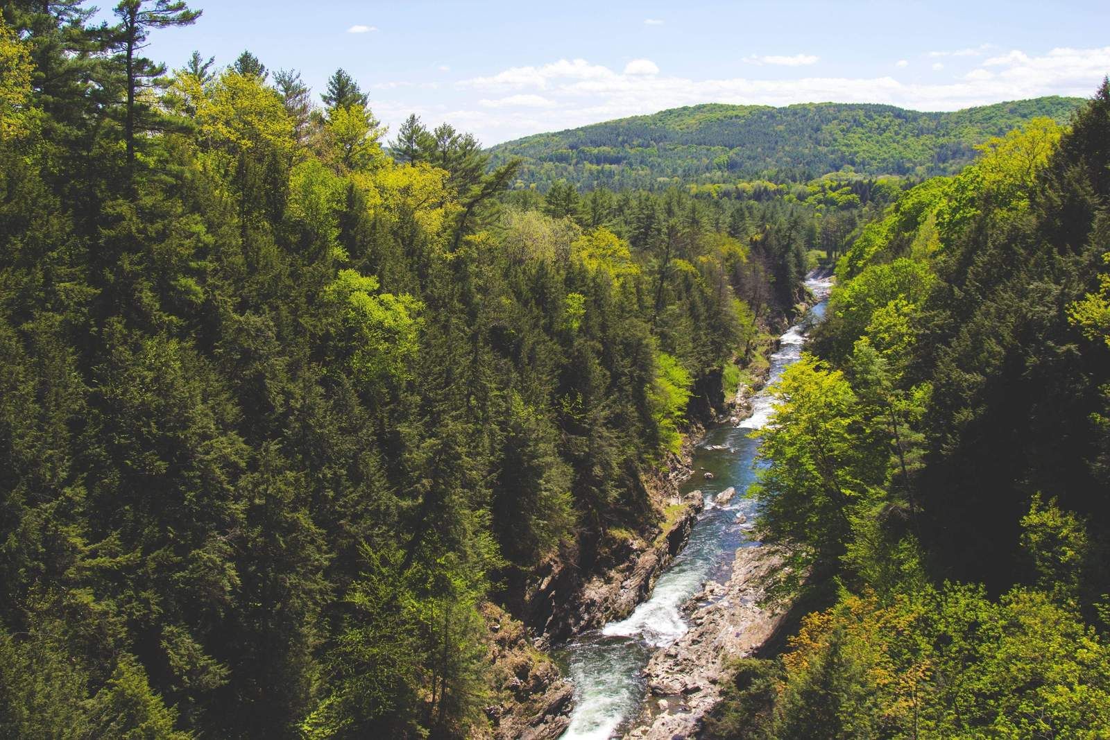 One_Tree_Planted_-_River_and_Forest_1600x_a4a71b4b-45b6-4533-ba56-30c946efc2fc_1600x.jpg