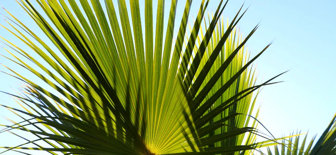 PALM TREE (1)-2.webp
