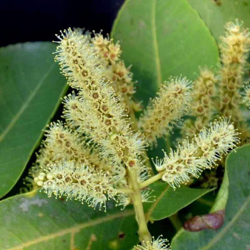 The Arjuna Tree