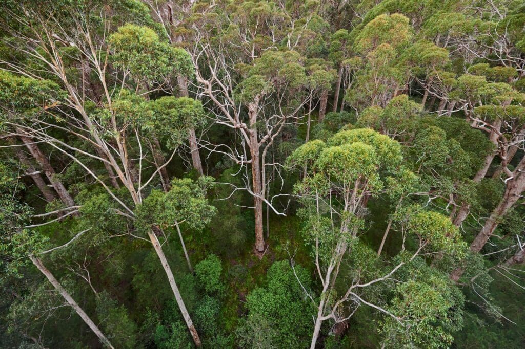 The Eucalyptus Empire – Giants of Australia.jpg