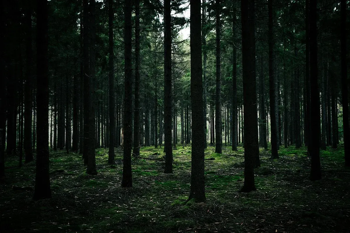 The-Mysterious-Black-Forest--Exploring-Its-Secrets-.webp