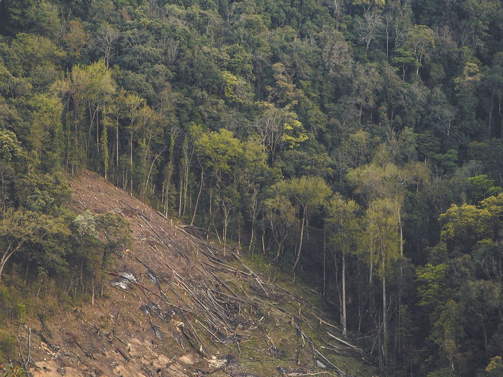 Trees-and-urban-forests-under-attack-in-cities-and-what-to-do-about-it.jpg