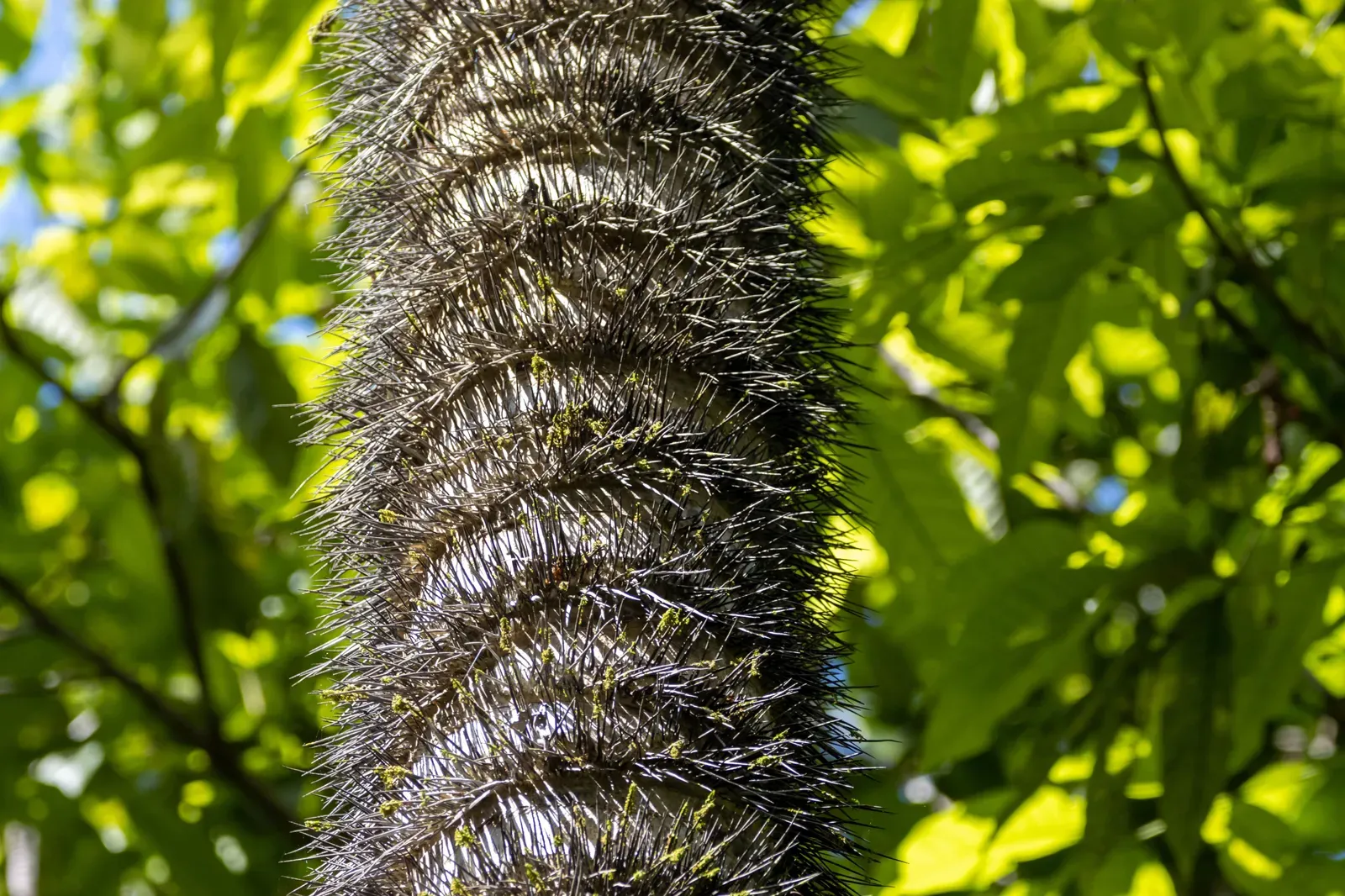 Trunk-of-spiny-palm-Astrocaryum-standleyanum.webp