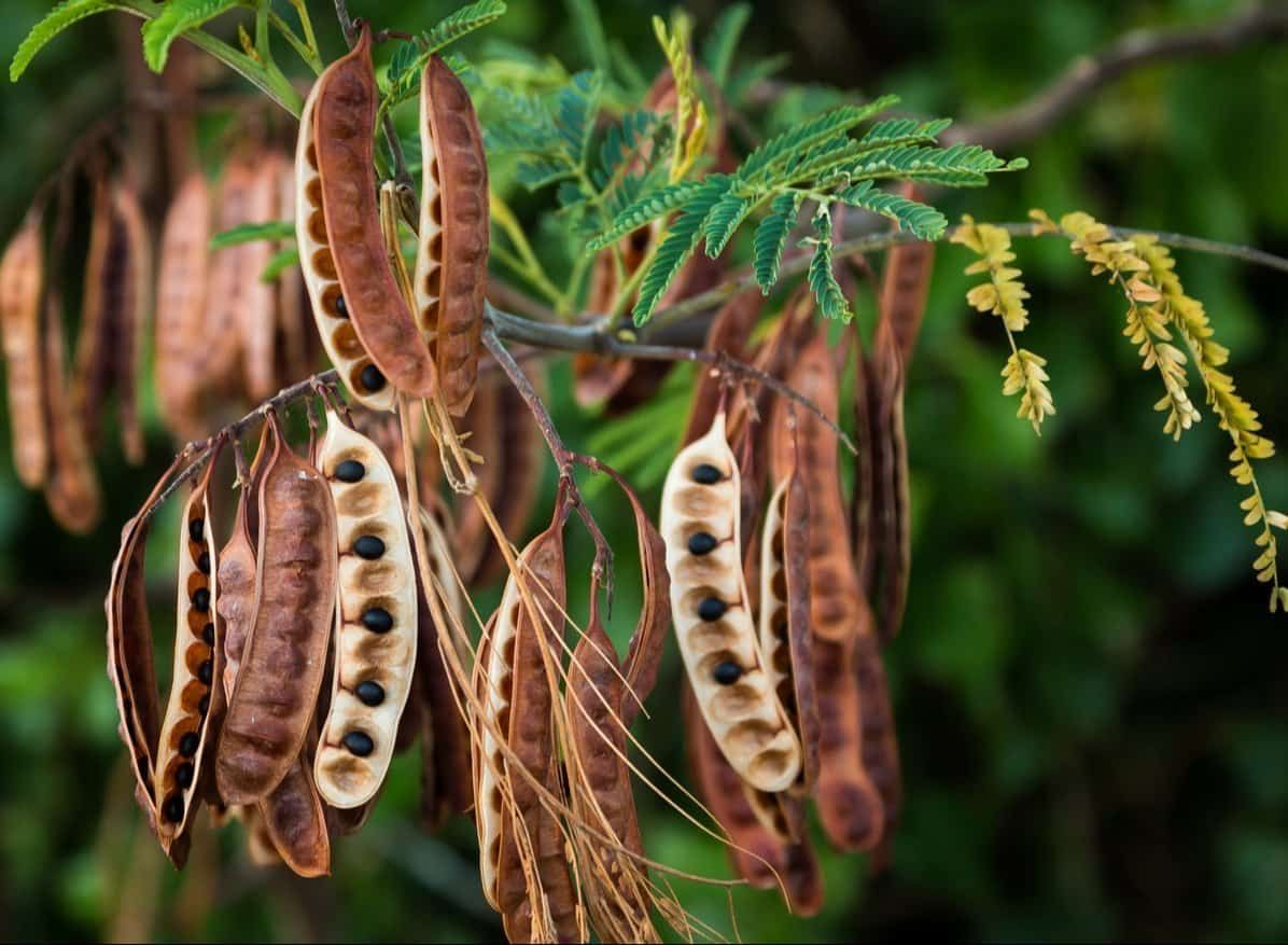 acacia-catechu-.jpg