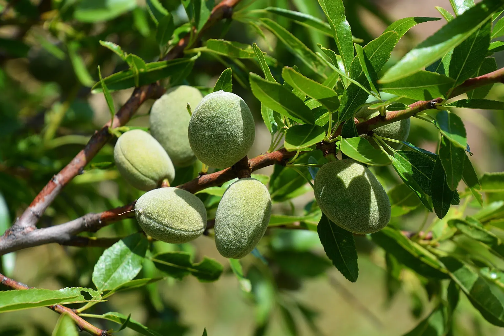 almond_tree.webp