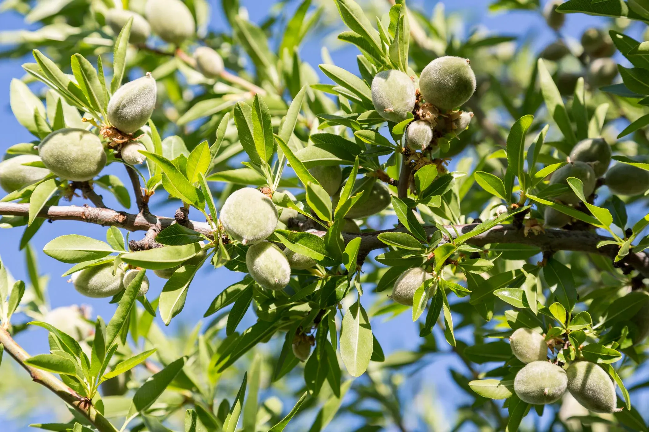 almond-tree-w-nuts-big-5bdb95ccc9e77c0026018c1c.webp