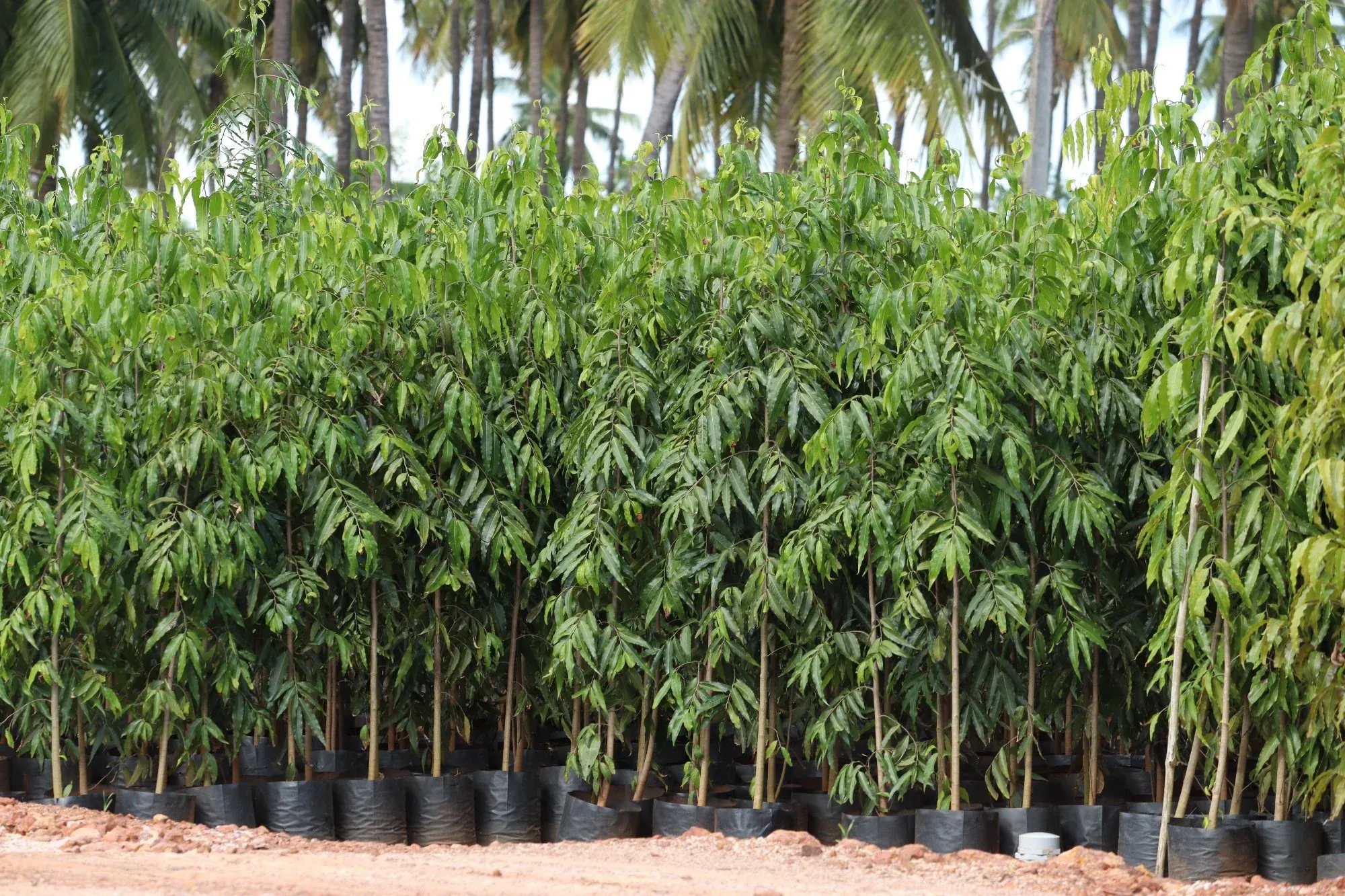 ashoka-tree-avnue-plant-grow-billion-trees.webp