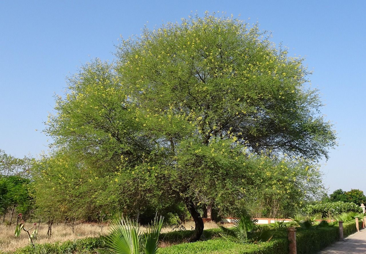babul-2872022_1280.jpg