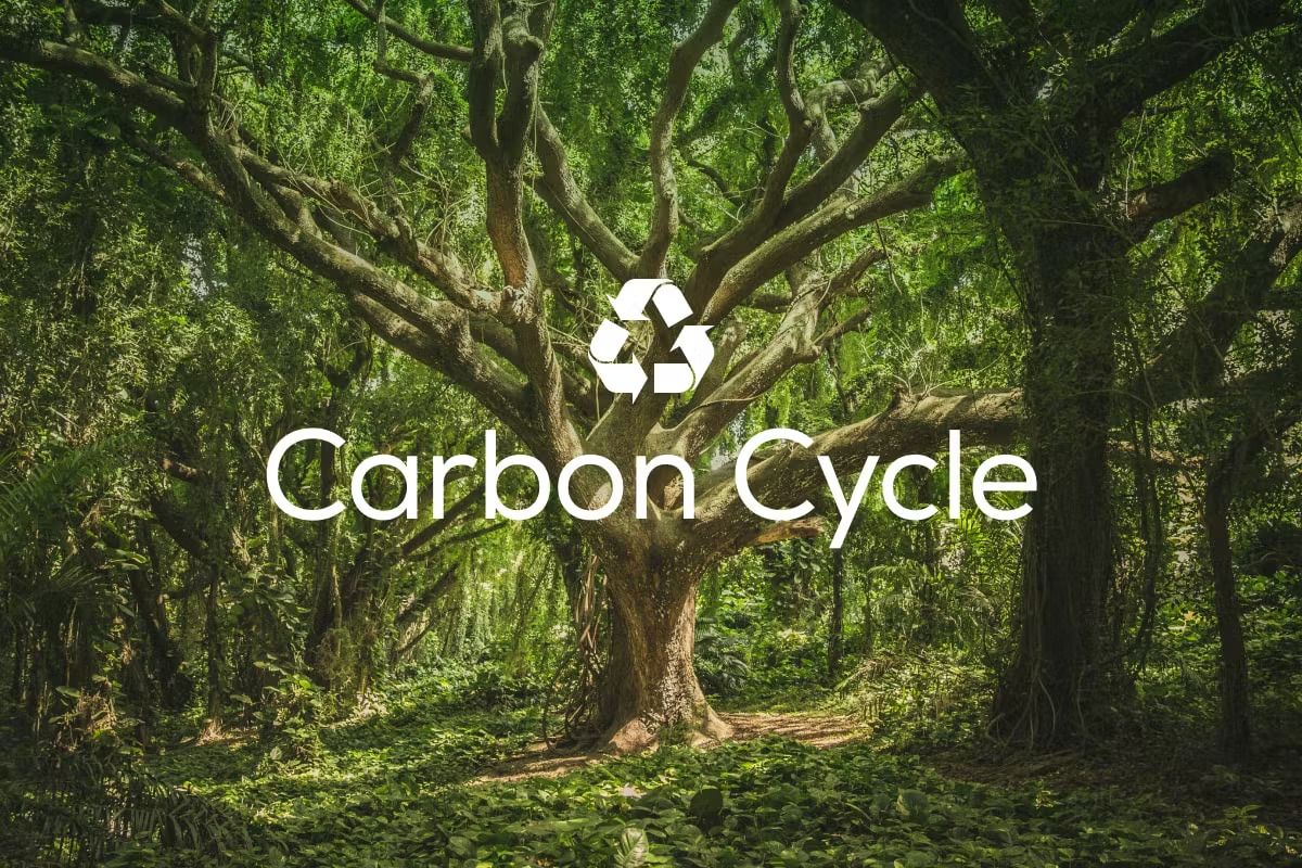 carbon2.jpeg