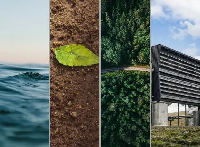 carbon sinks.webp