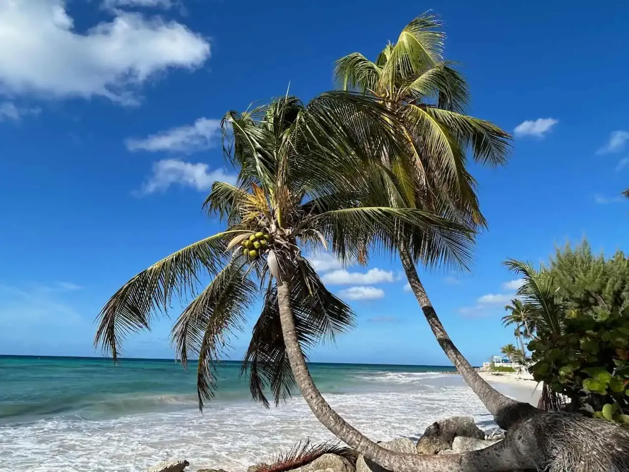 coconut-palm-points-to-sea.webp