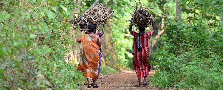 firewood-forest-new.jpg
