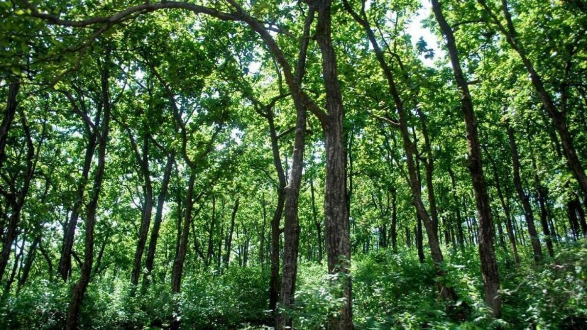 forest.jpeg