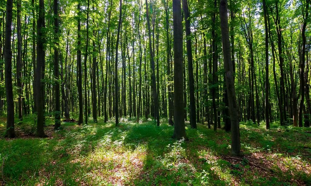 forest in india.jpg