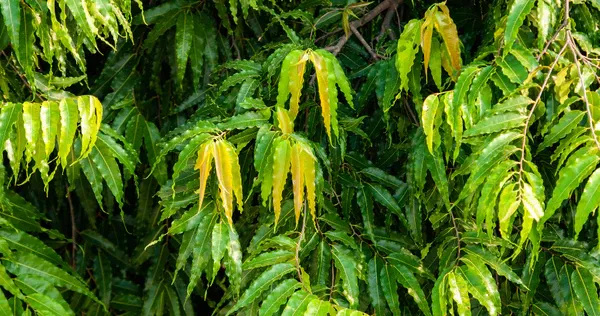 The Ashoka Tree: India's Sacred Symbol of Hope and Healing