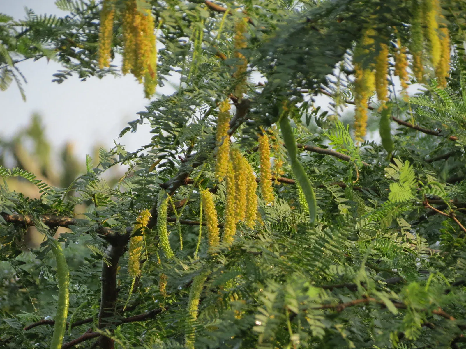 grow-billion-trees-khejri-tree-prosopis-cineraria.webp