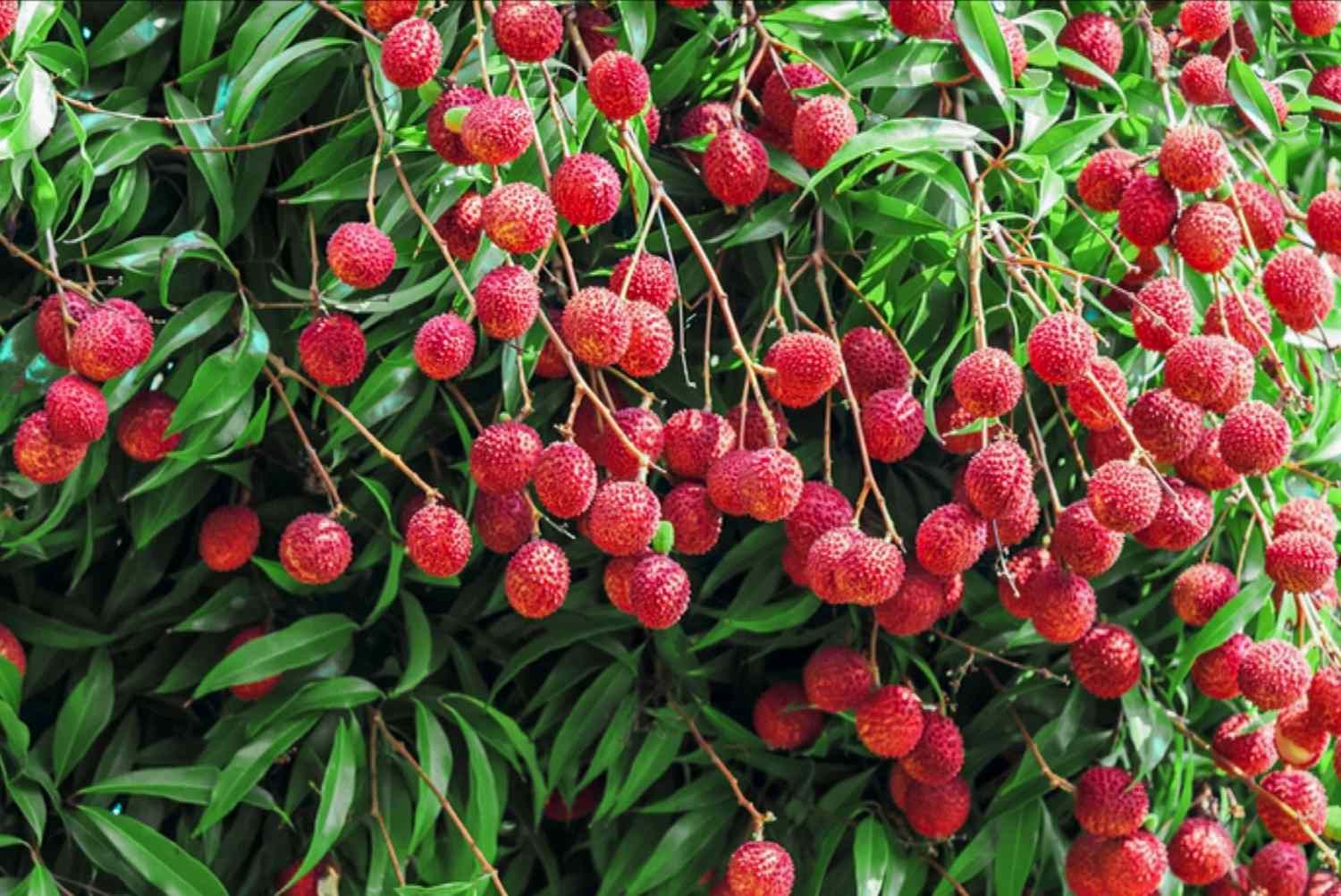 grow-lychee-inside-1902624-hero-c9295040c0dd4af4b9c582d629f92e1e.jpg