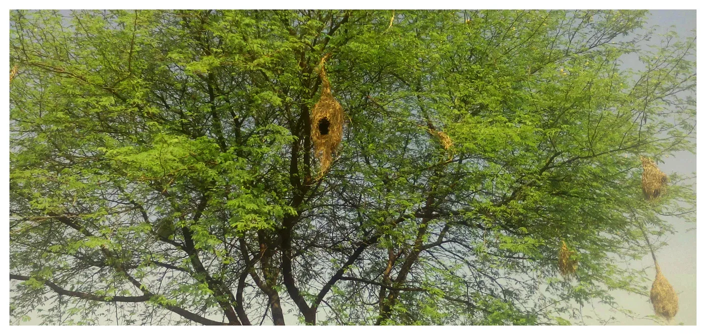 growbilliontrees-babul-tree-forest.webp