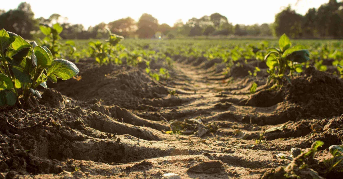 healthy-organically-fertilised-soil.webp