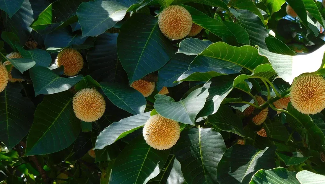 kadamba-tree-grow-billion-trees_f9c4aecf-d3fe-4da7-86be-f87c6292596b.webp