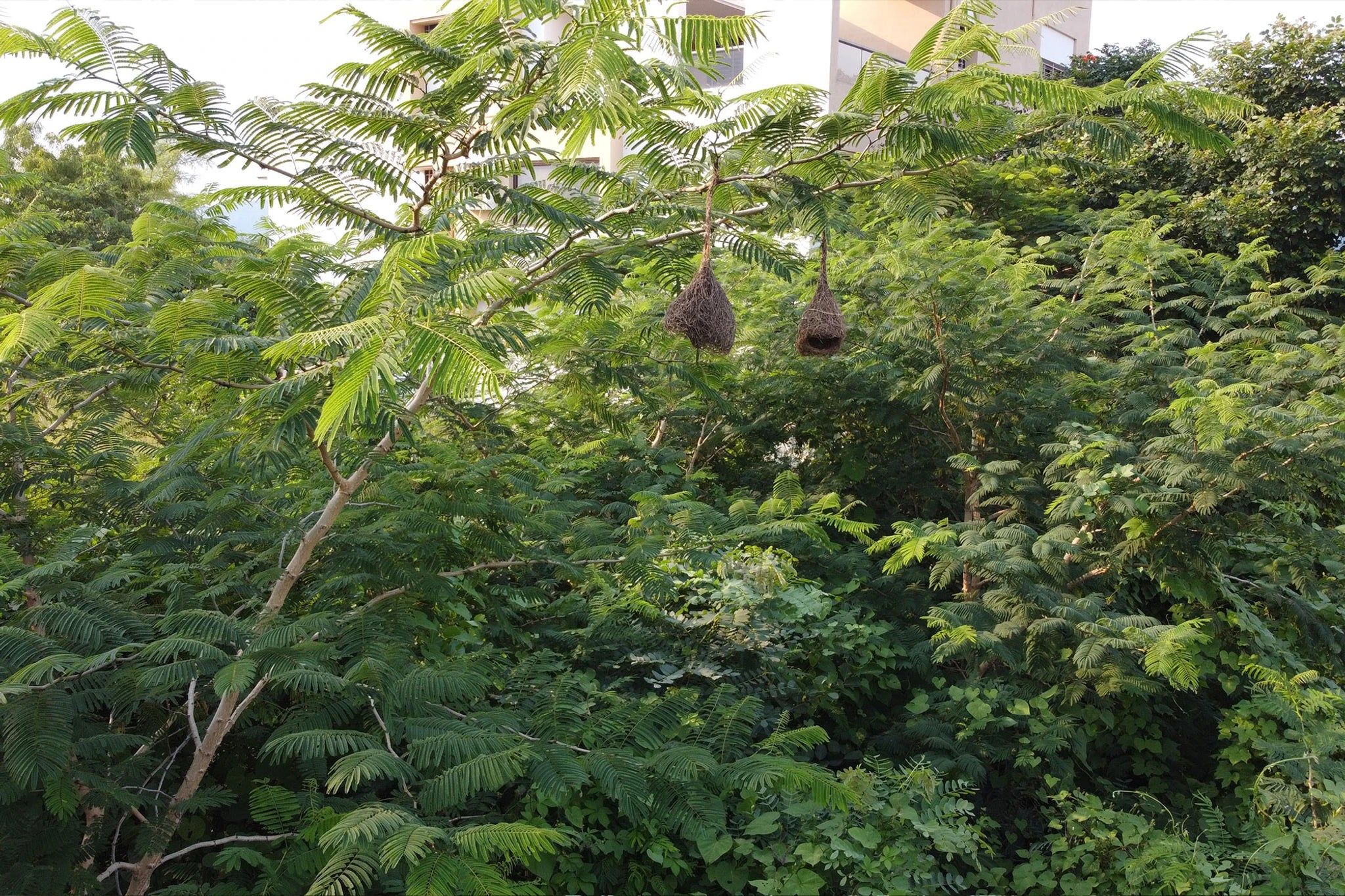 khair-tree-gro-billion-tree.jpeg