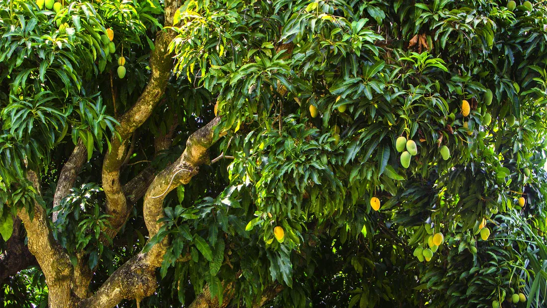 mango-tree-plantation-grow-billion-trees.webp