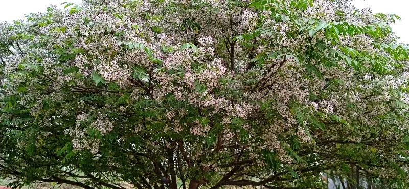 melia-azedarach-chinaberry-syring-berrytree-persian-lilac-neem-tree-stock-melia-azedarach-commonly-known-as-chinaberry-tree-277376009.webp
