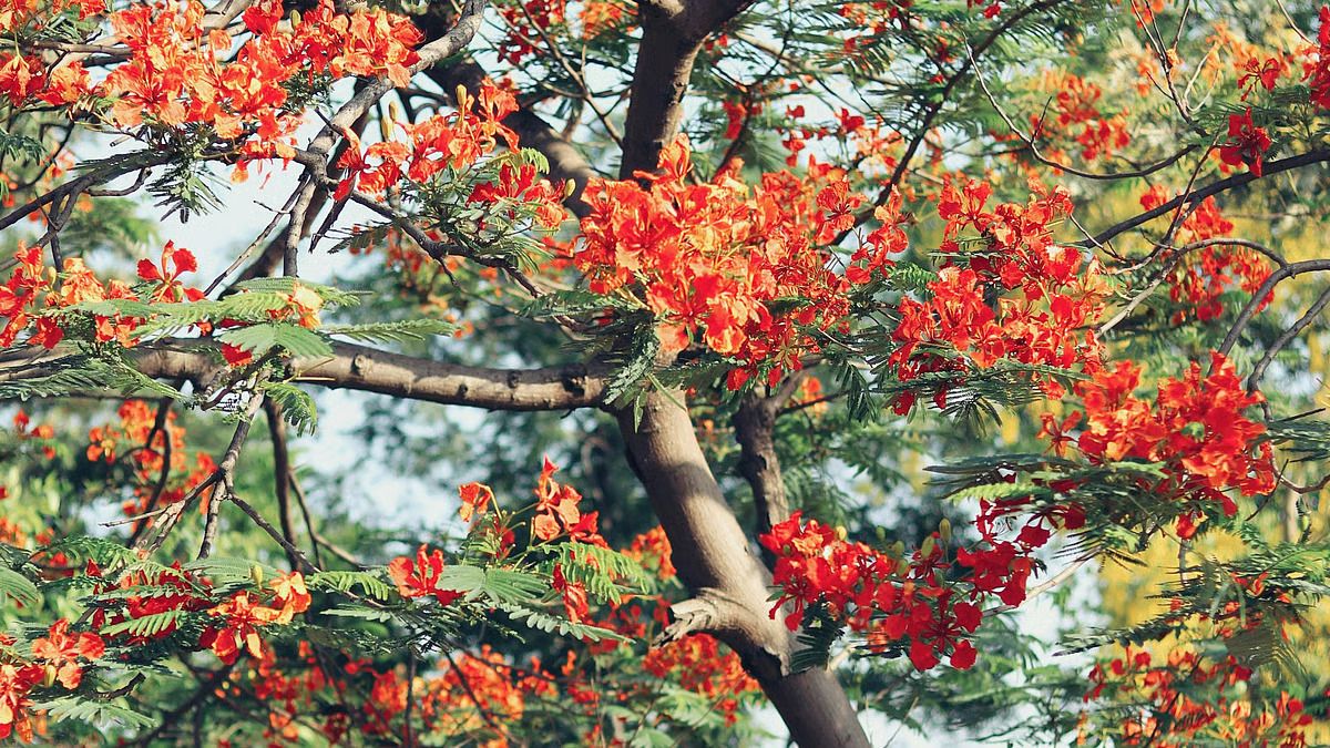 newindianexpress_2024-05_08f15676-2e86-44fb-a69c-8493036eb149_pexels_gaurav_kumar_1281378_12530962045801.jpg