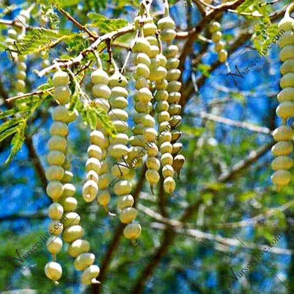 nurserylive-seeds-acacia-arabica-desi-babul-0-5-kg-seeds-16968546517132_600x.jpg
