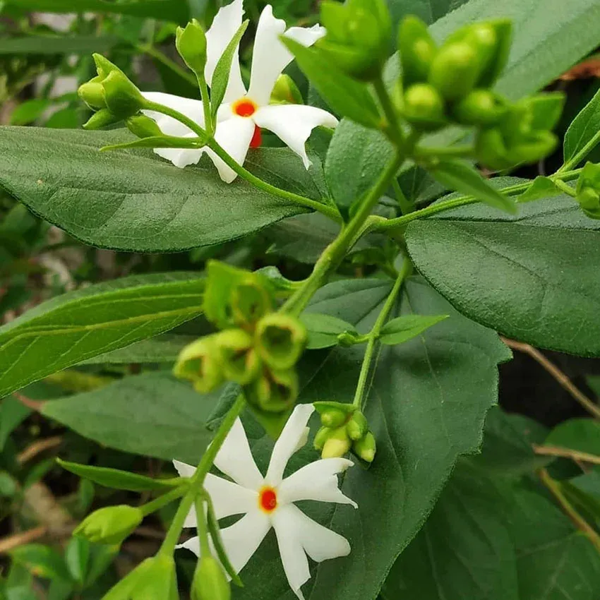 parijat-plant-in-vastu.webp