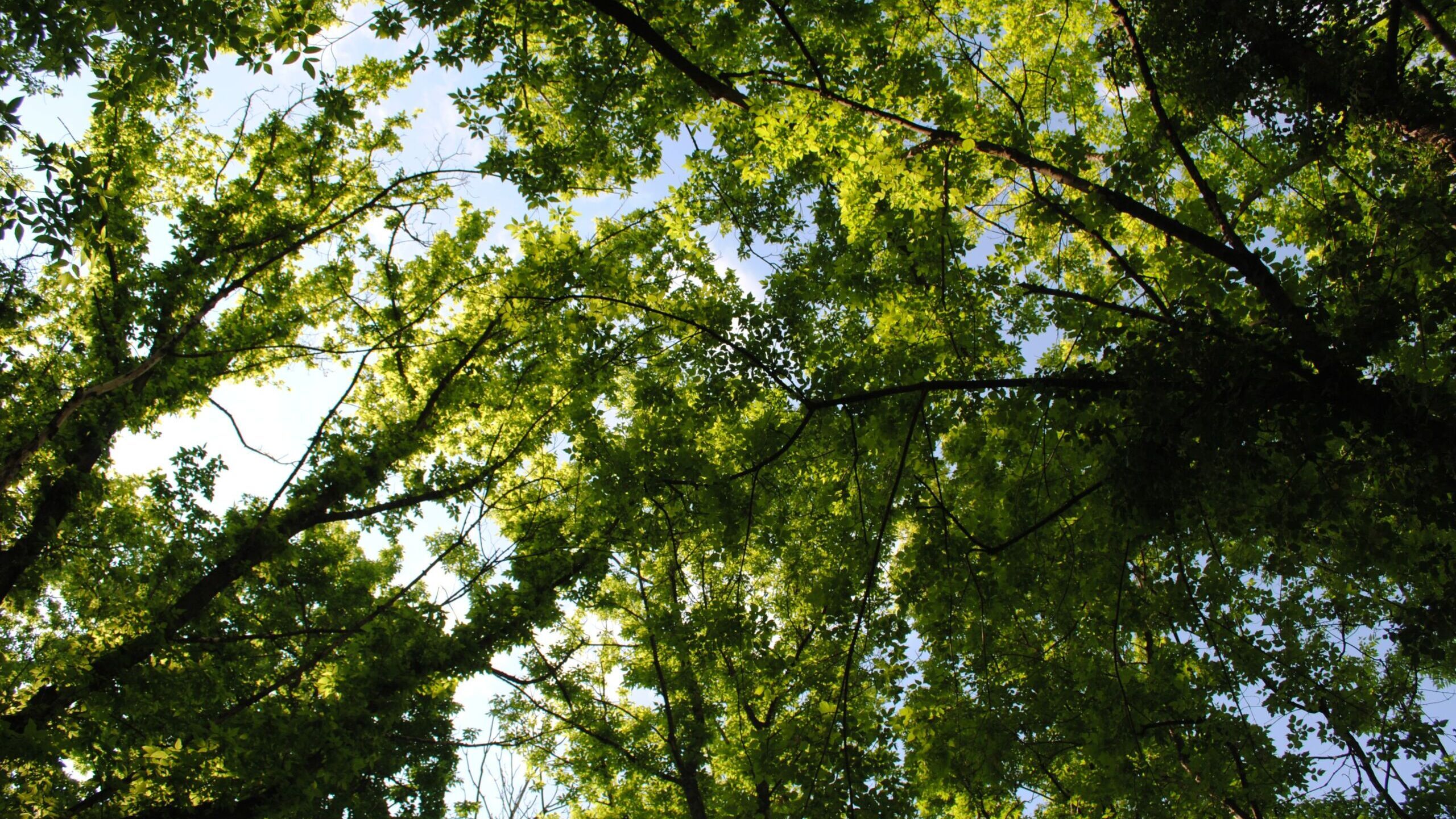 pexels-sasa-vidiner-12000447-scaled-e1700123081874.jpg
