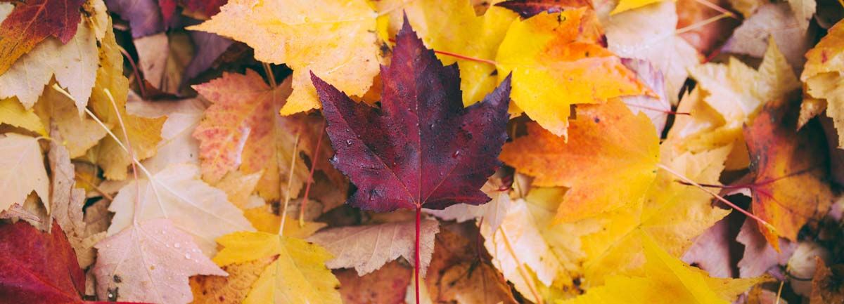 pile-of-maple-leaves.jpg