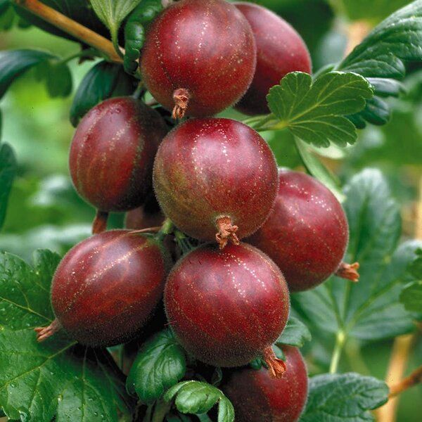 red-amla-amloki-pli-1.jpg