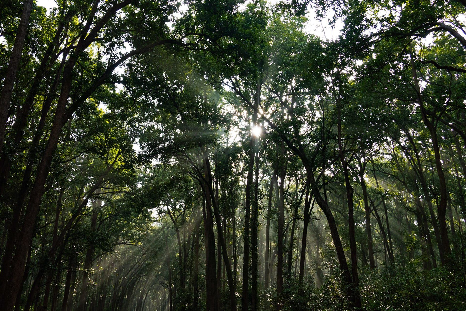 sal-forest-tyndall-effect-dhritiman-mukherjee_e43n77.jpg
