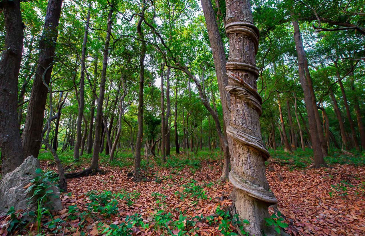 sal-leaf-litter-forest-floor-dhritiman-mukherjee-1660742826371.jpg