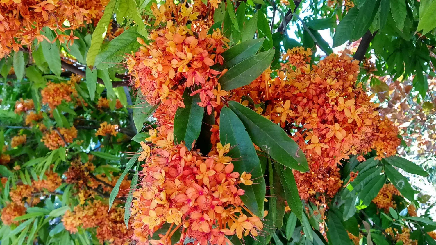 sita-ashoka-tree-grow-billion-tree.webp