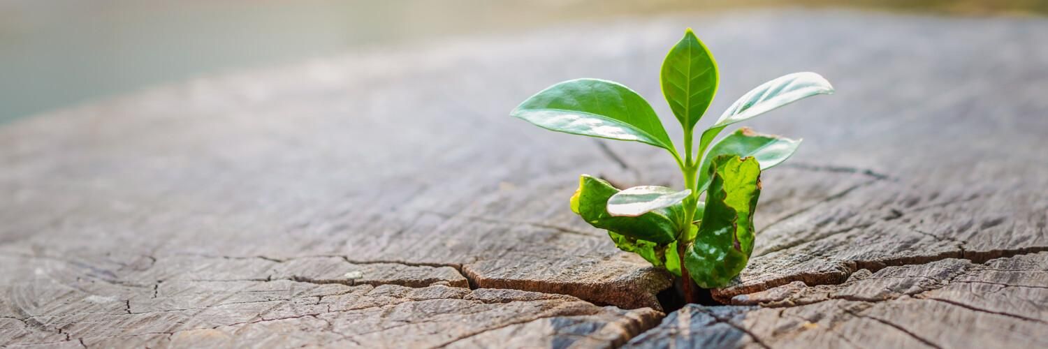 sprout-tree-1500x500.jpg