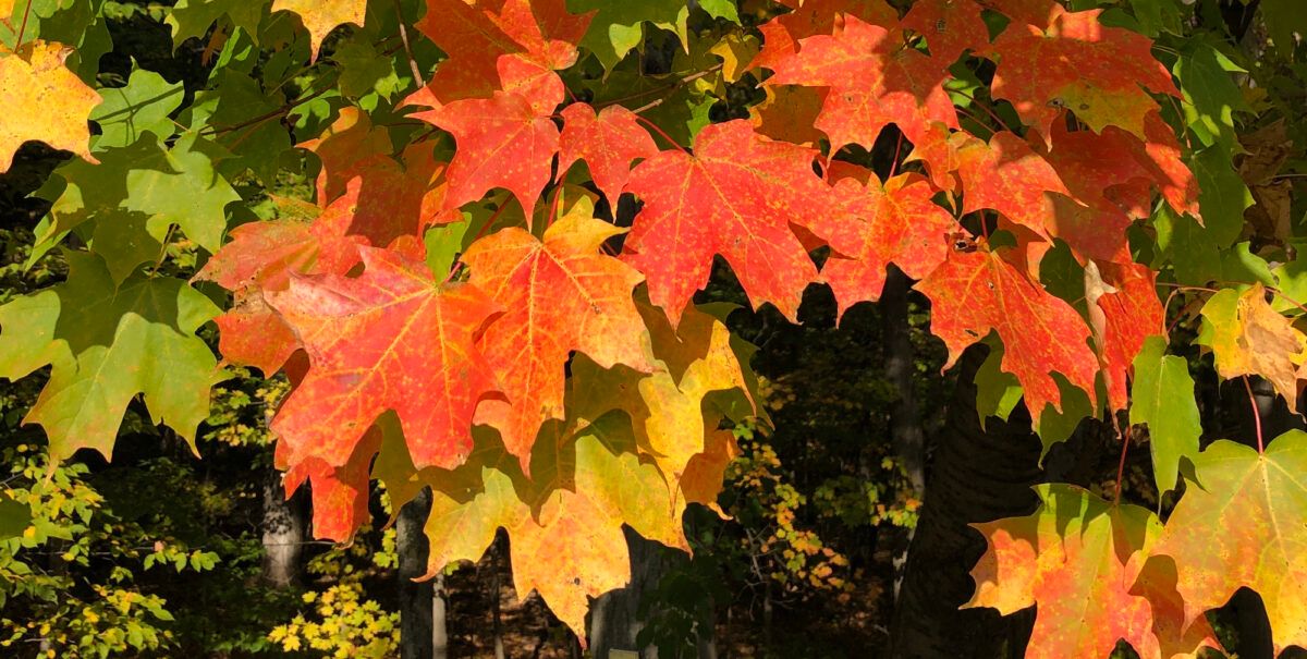 sugar-maple-CNC-Oct.2020-banner2000-1200x605.jpg